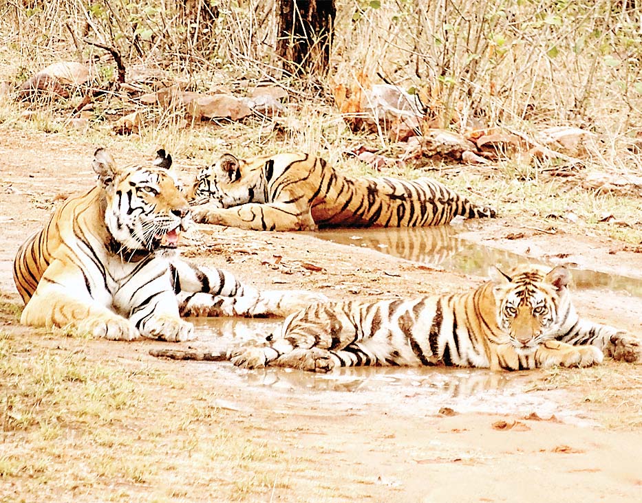 पन्ना टाइगर रिजर्व