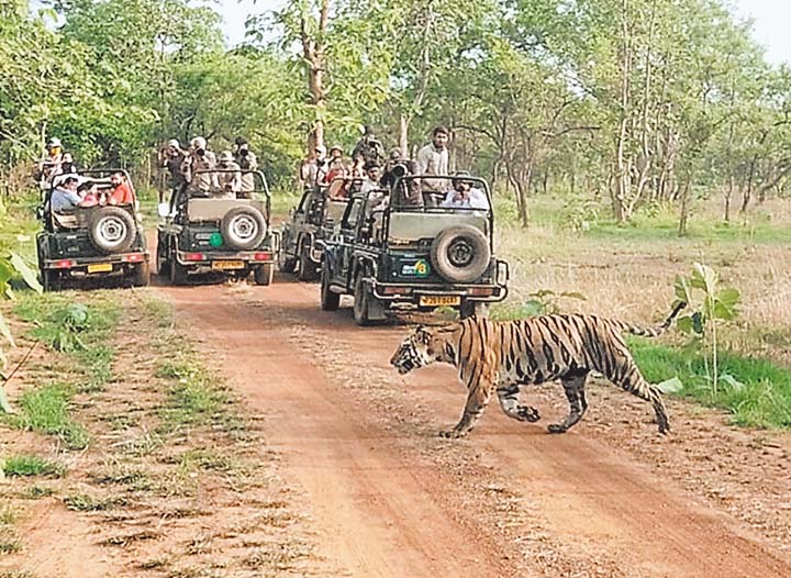 पन्ना टाइगर रिजर्व 