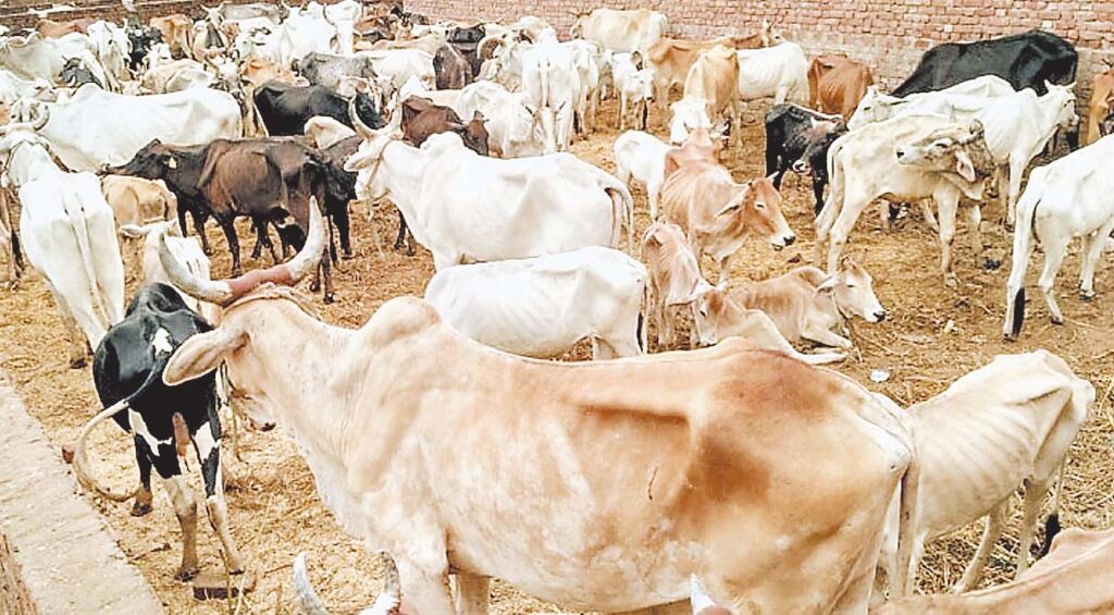 गौ संरक्षण 