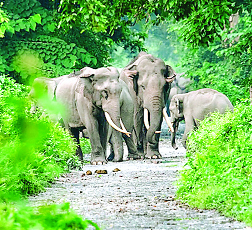  प्राणी अभिरक्षक