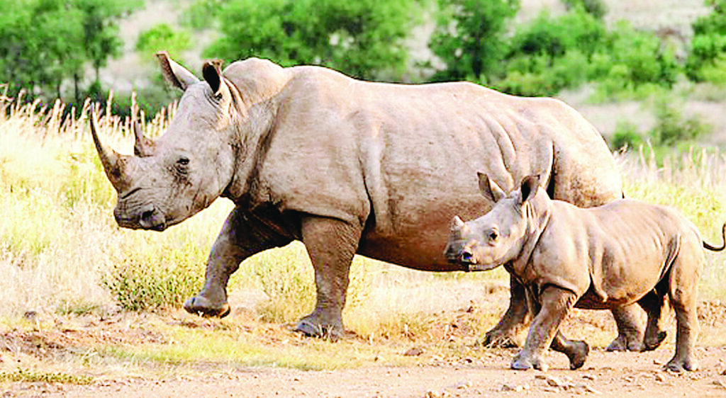 एक सींग वाले गेंडा